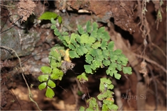 Adiantum raddianum